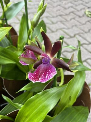 Zygopetalum Louisendorf | Storczyk pachnący