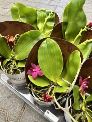 Phalaenopsis Geurende (Violacea) – Pachnący Storczyk Kolekcjonerski