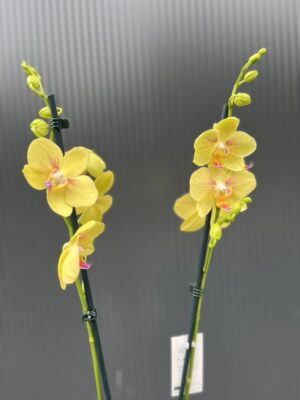Phalaenopsis Inti Sun | Storczyk przekwitnięty