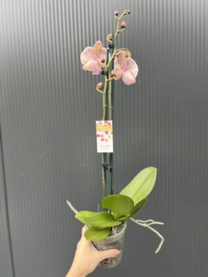 Phalaenopsis Limited 11 | Storczyk przekwitający