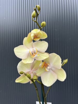 Phalaenopsis Sparks | Storczyk przekwitnięty