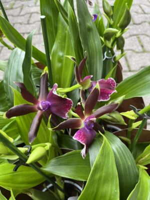 Zygopetalum Louisendorf | Storczyk pachnący