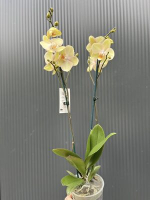 Phalaenopsis Sparks | Storczyk przekwitnięty