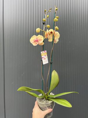 Phalaenopsis Daria | Storczyk