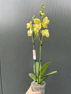 Phalaenopsis Inti Sun | Storczyk przekwitnięty