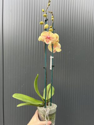 Phalaenopsis Daria | Storczyk