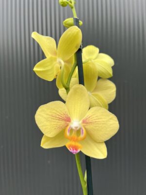 Phalaenopsis Inti Sun | Storczyk przekwitnięty