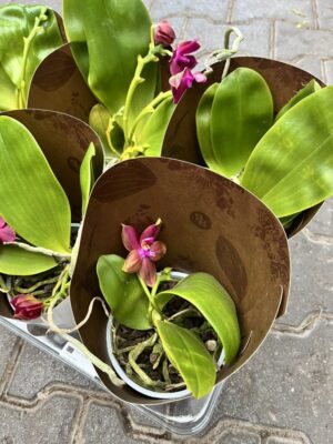 Phalaenopsis Geurende (Violacea) – Pachnący Storczyk Kolekcjonerski