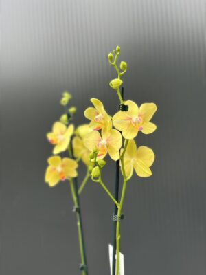 Phalaenopsis Inti Sun | Storczyk przekwitnięty