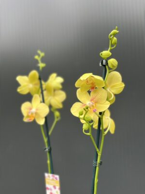 Phalaenopsis Inti Sun | Storczyk przekwitnięty