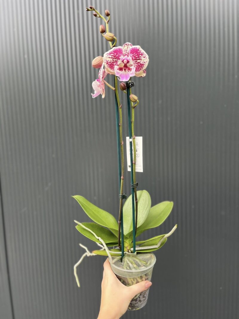 Phalaenopsis Limited 11 | Storczyk przekwitający