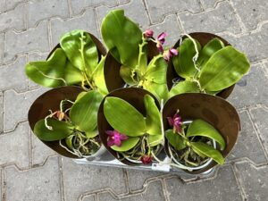 Phalaenopsis Geurende (Violacea) – Pachnący Storczyk Kolekcjonerski