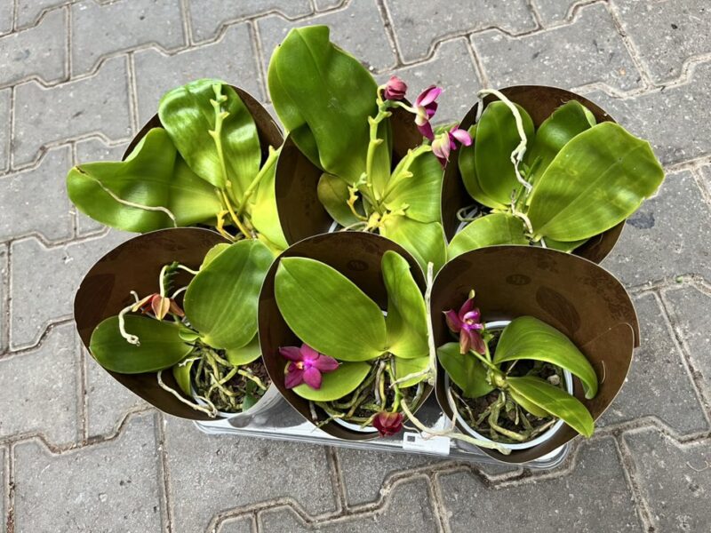 Phalaenopsis Geurende (Violacea) – Pachnący Storczyk Kolekcjonerski