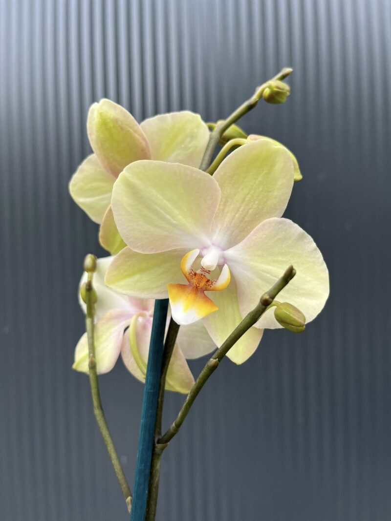 Phalaenopsis Sparks | Storczyk przekwitnięty