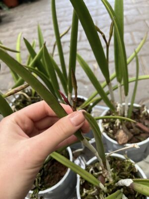 Storczyk Brassavola mix kolorów – Pachnący storczyk kolekcjonerski