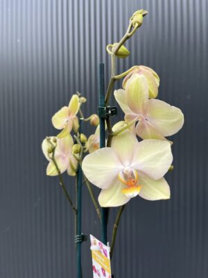 Phalaenopsis Sparks | Storczyk przekwitnięty