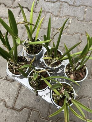 Storczyk Brassavola mix kolorów – Pachnący storczyk kolekcjonerski