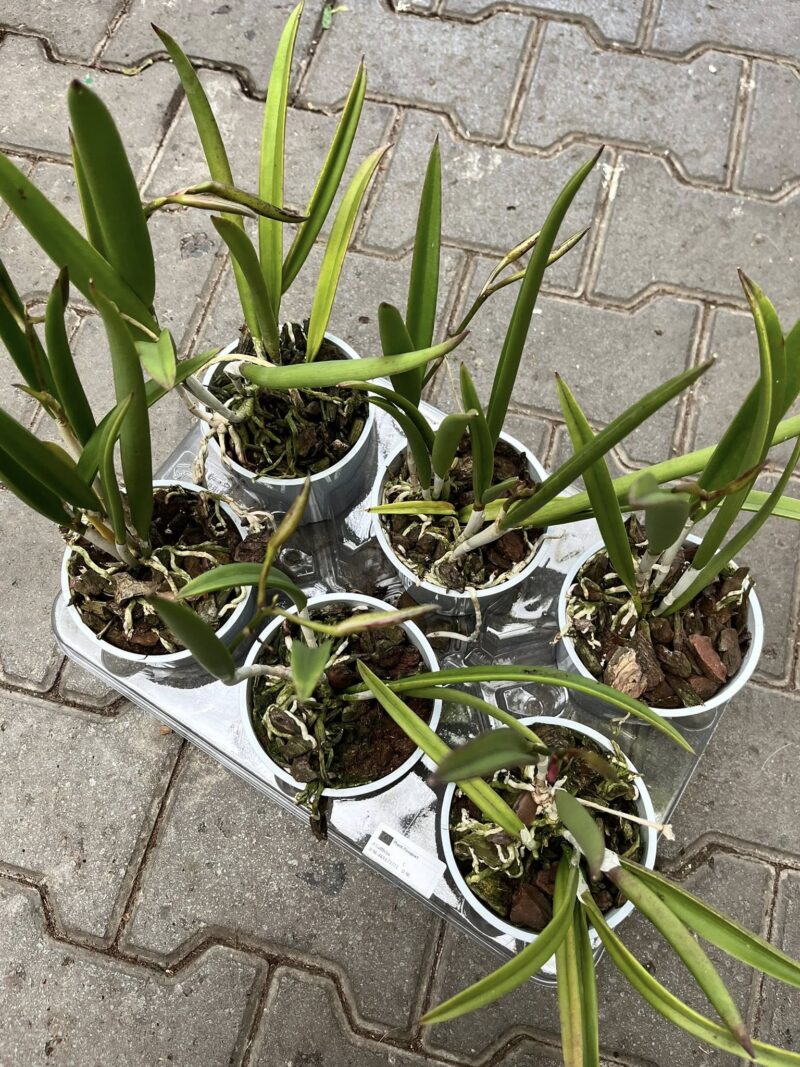 Storczyk Brassavola mix kolorów – Pachnący storczyk kolekcjonerski