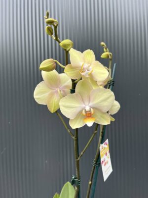 Phalaenopsis Sparks | Storczyk przekwitnięty