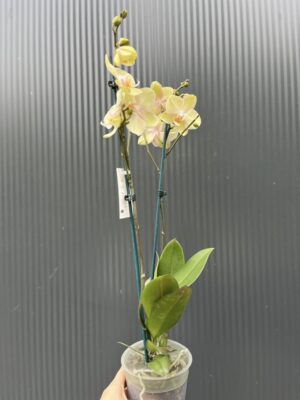 Phalaenopsis Sparks | Storczyk przekwitnięty