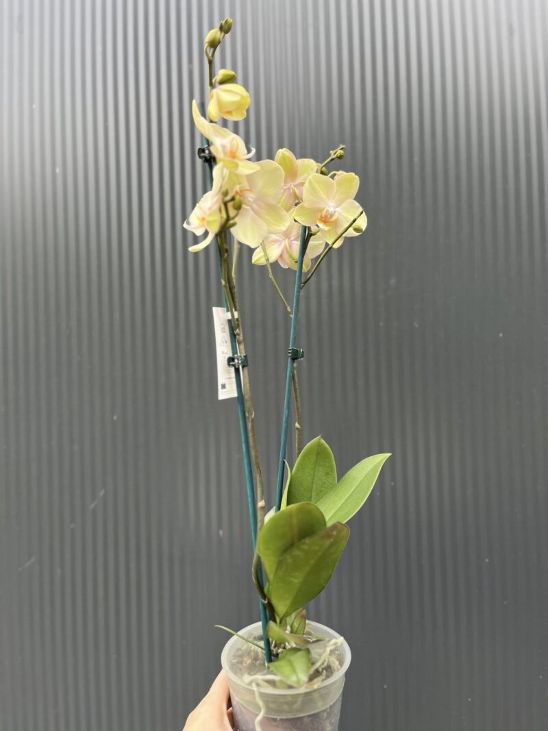 Phalaenopsis Sparks | Storczyk przekwitnięty