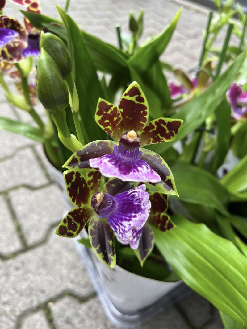 Zygopetalum Louisendorf | Storczyk pachnący