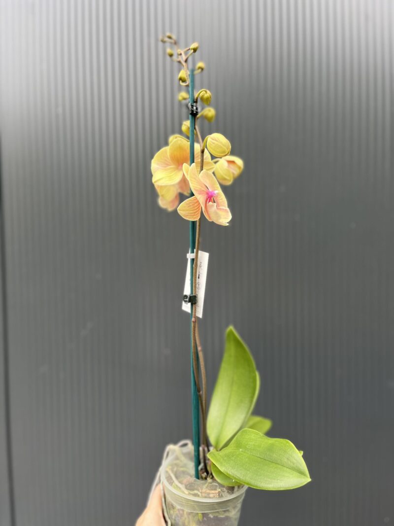 Phalaenopsis Daria | Storczyk