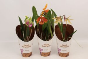 Storczyk Brassavola mix kolorów – Pachnący storczyk kolekcjonerski