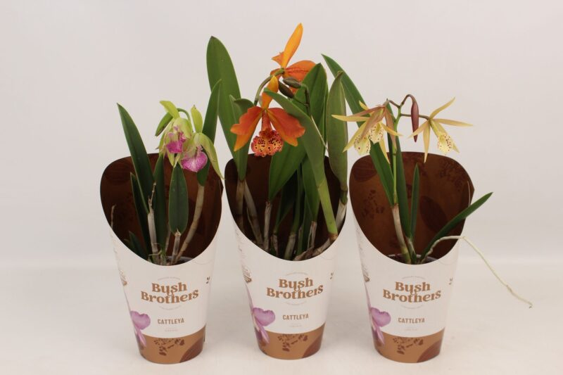 Storczyk Brassavola mix kolorów – Pachnący storczyk kolekcjonerski