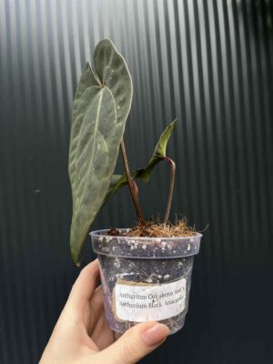 Anthurium Cuyabeno Soul x Black Anaconda