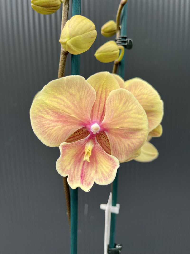 Phalaenopsis Daria | Storczyk