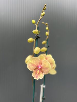 Phalaenopsis Daria | Storczyk