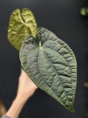 Anthurium Dawid Portilla Dreams Inverse Crossing (Anthurium luxurians × forgetii)