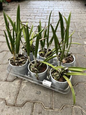 Storczyk Brassavola mix kolorów – Pachnący storczyk kolekcjonerski