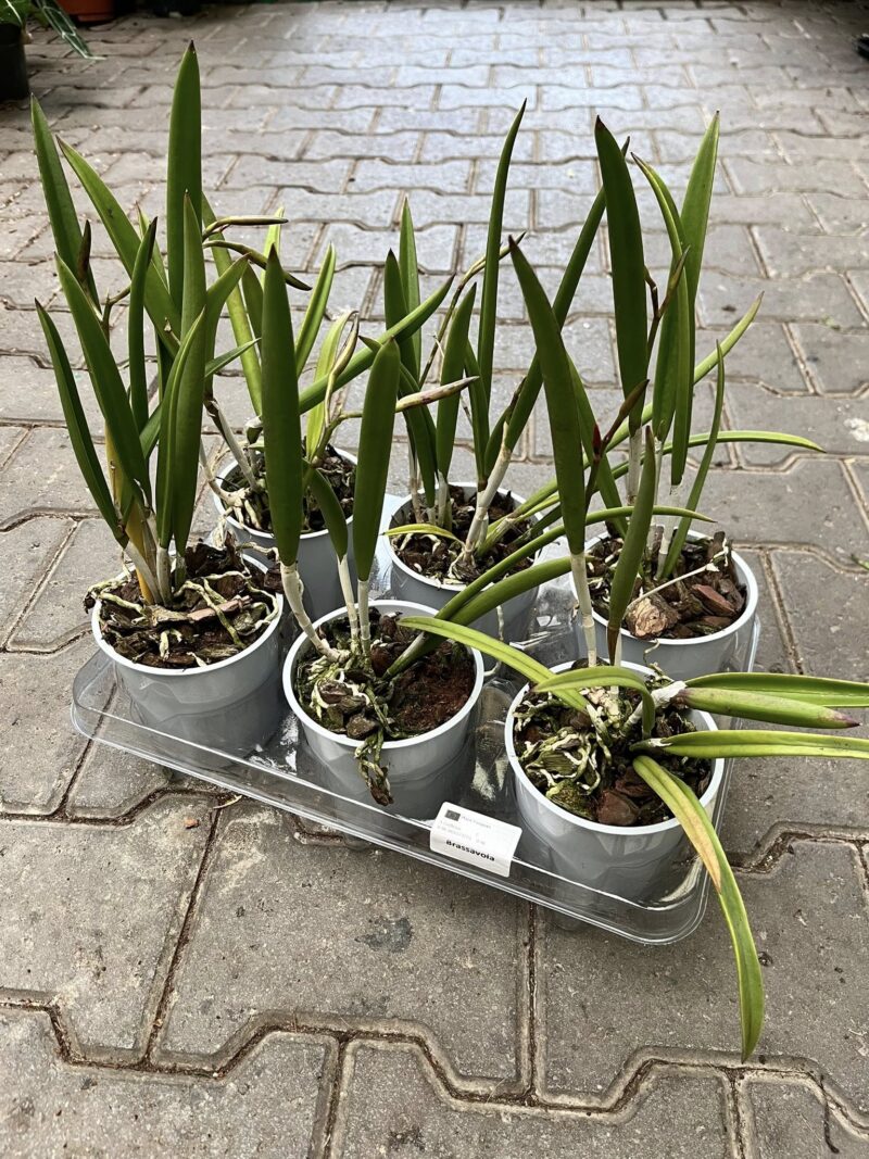 Storczyk Brassavola mix kolorów – Pachnący storczyk kolekcjonerski