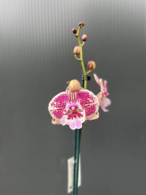 Phalaenopsis Limited 11 | Storczyk przekwitający