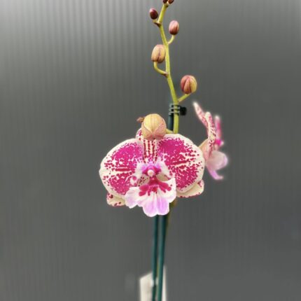 Phalaenopsis Limited 11 | Storczyk przekwitający