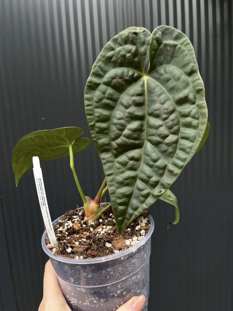 Anthurium Dawid Portilla Dreams Inverse Crossing (Anthurium luxurians × forgetii)