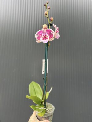 Phalaenopsis Limited 11 | Storczyk przekwitający