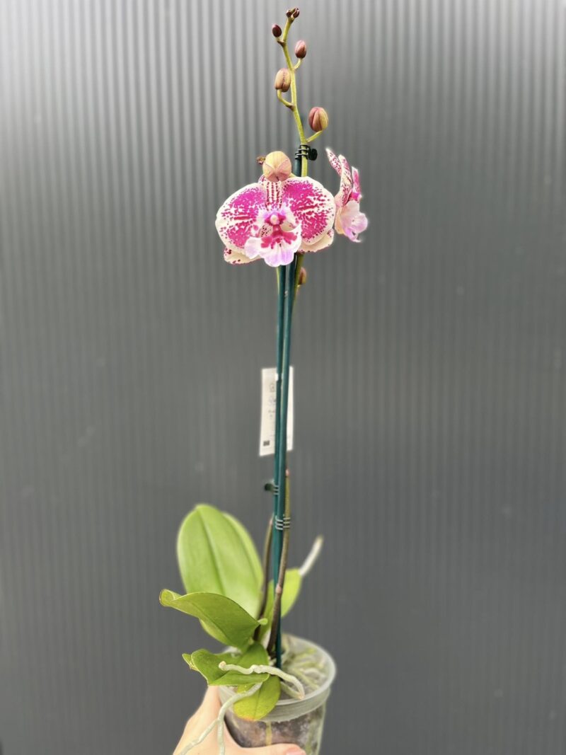 Phalaenopsis Limited 11 | Storczyk przekwitający