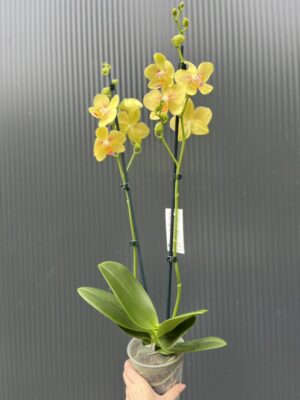 Phalaenopsis Inti Sun | Storczyk przekwitnięty