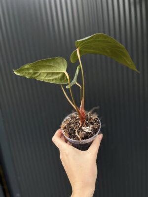 Anthurium Crystalinum x draconopterum Pangui x Cuyabeno Soul