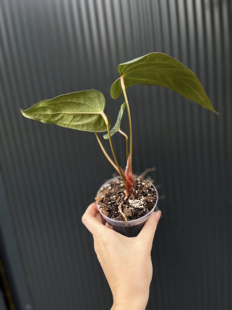Anthurium Crystalinum x draconopterum Pangui x Cuyabeno Soul
