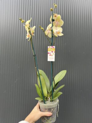 Phalaenopsis Sparks | Storczyk przekwitnięty