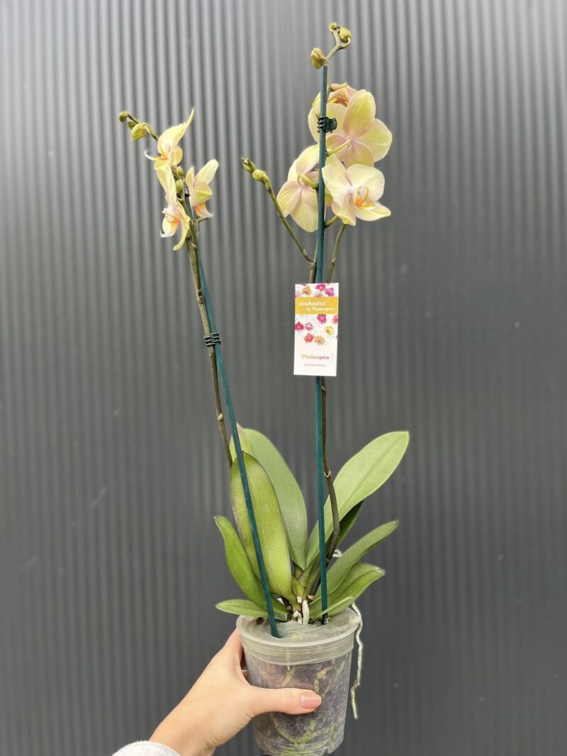 Phalaenopsis Sparks | Storczyk przekwitnięty