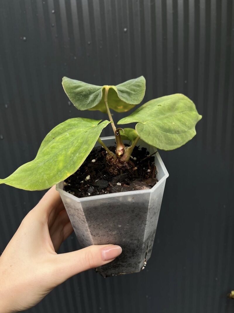 Anthurium antolakii (Black Velvet Eastern Panama)