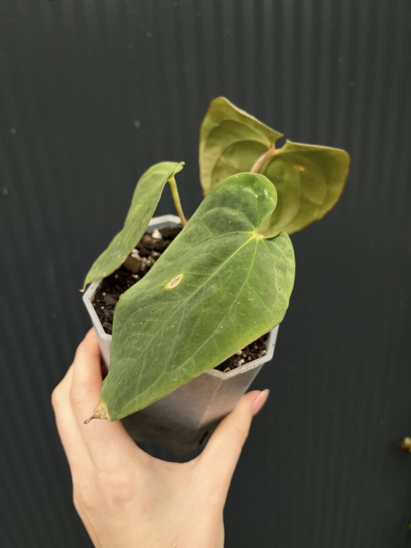 Anthurium antolakii (Black Velvet Eastern Panama)