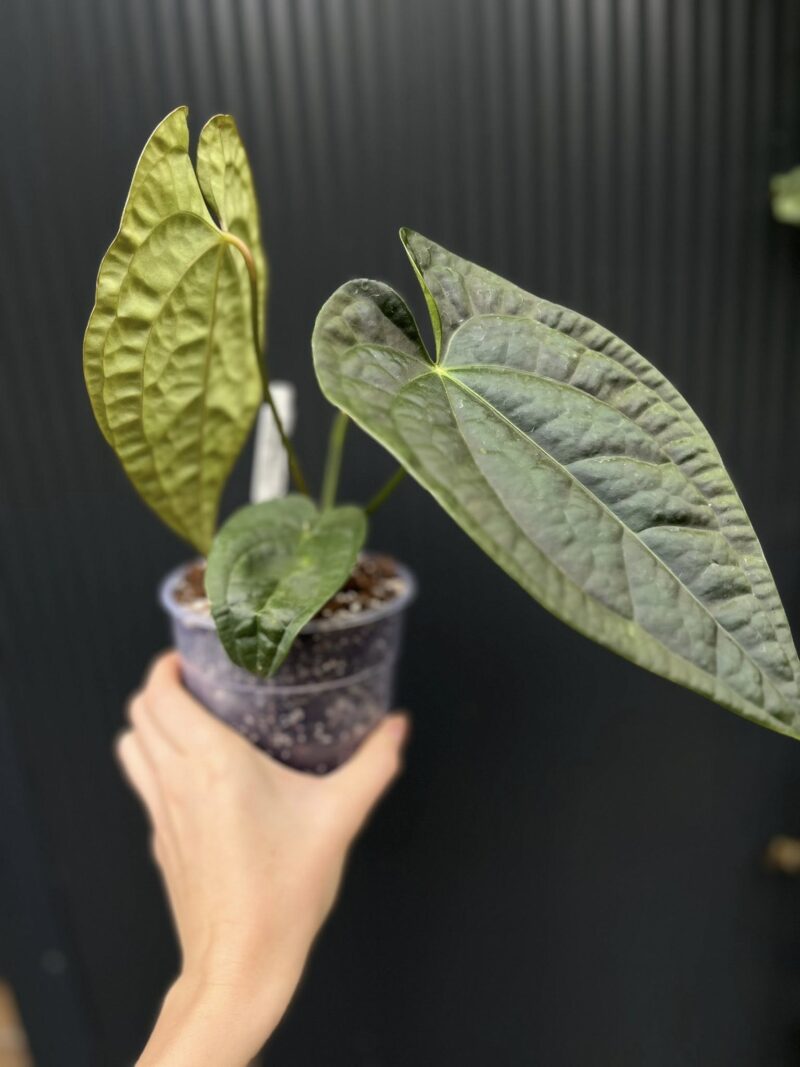 Anthurium Dawid Portilla Dreams Inverse Crossing (Anthurium luxurians × forgetii)