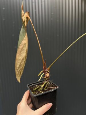 Anthurium Blue Papillilaminum × Portillae