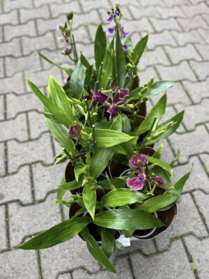 Zygopetalum Louisendorf | Storczyk pachnący